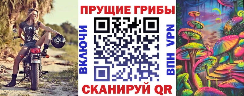 купить наркоту  Подпорожье  Галлюциногенные грибы Psilocybe 